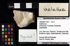 Foto (Objket + Etiketten) von Galathea sp. 